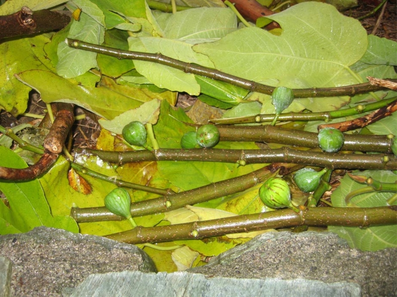 f:id:atarou:20121113071357j:image