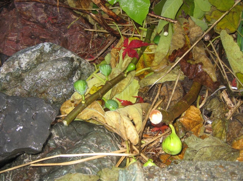 f:id:atarou:20121113071359j:image