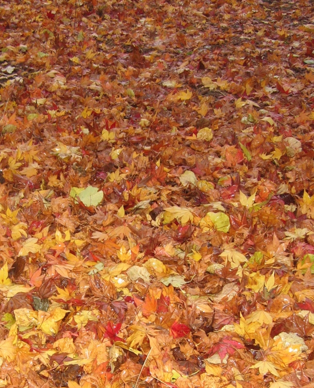 f:id:atarou:20121113072516j:image