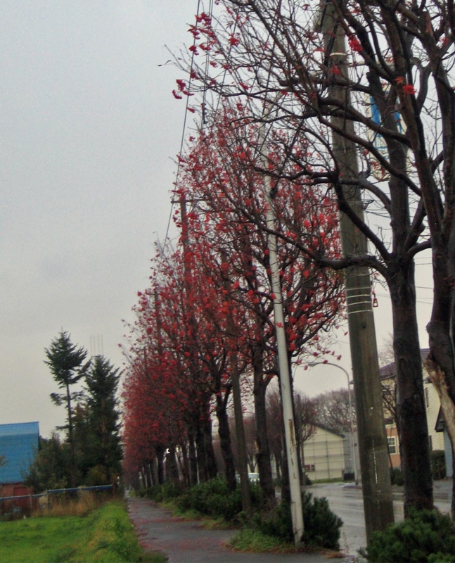 f:id:atarou:20121113072520j:image