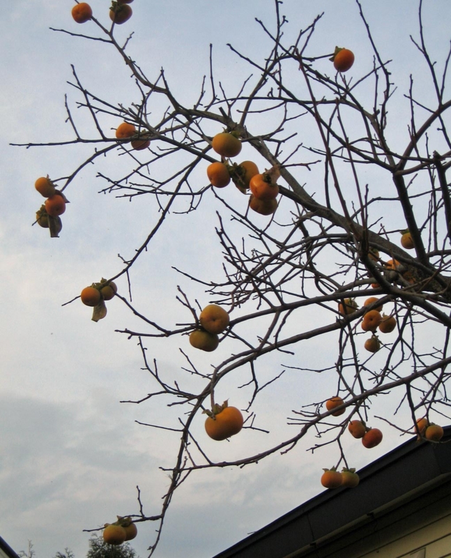 f:id:atarou:20121114063434j:image