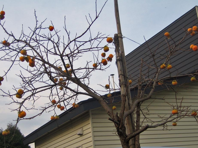 f:id:atarou:20121114063437j:image