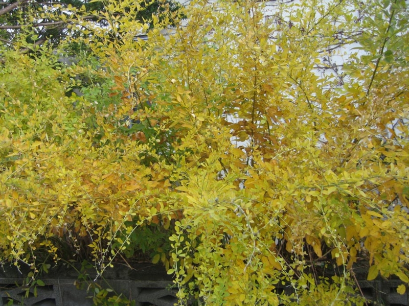 f:id:atarou:20121114063438j:image