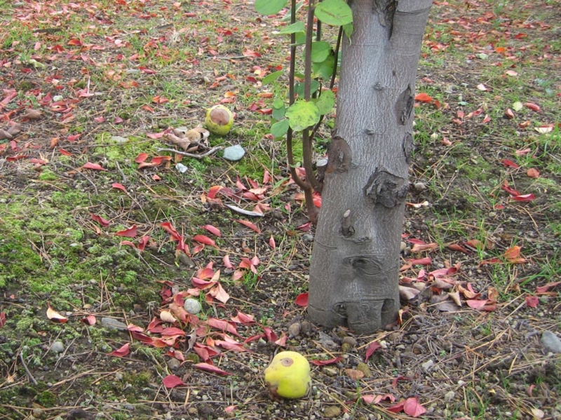 f:id:atarou:20121114064504j:image