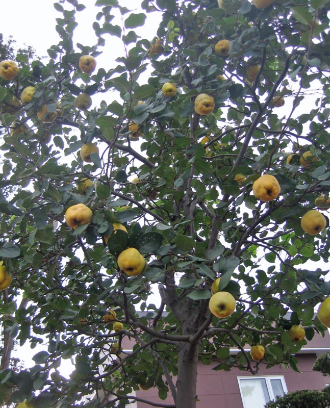 f:id:atarou:20121114064505j:image