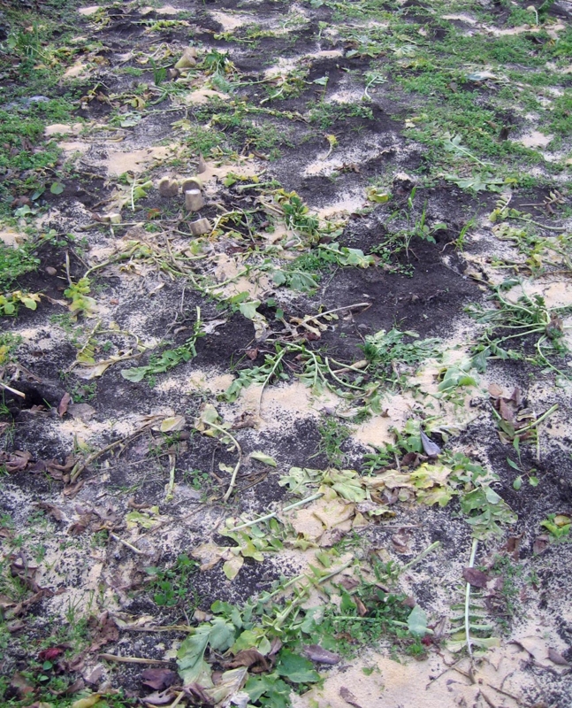 f:id:atarou:20121114064507j:image