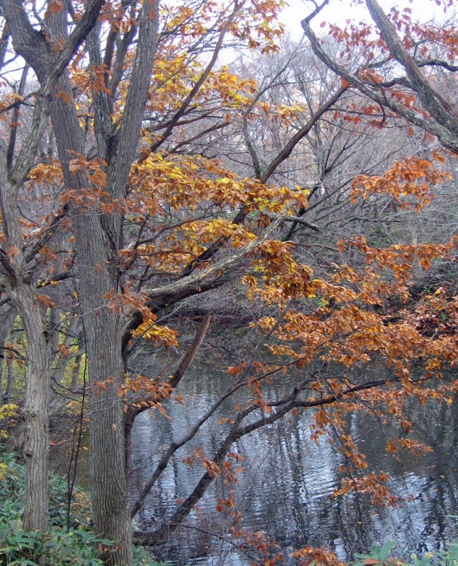 f:id:atarou:20121115062653j:image