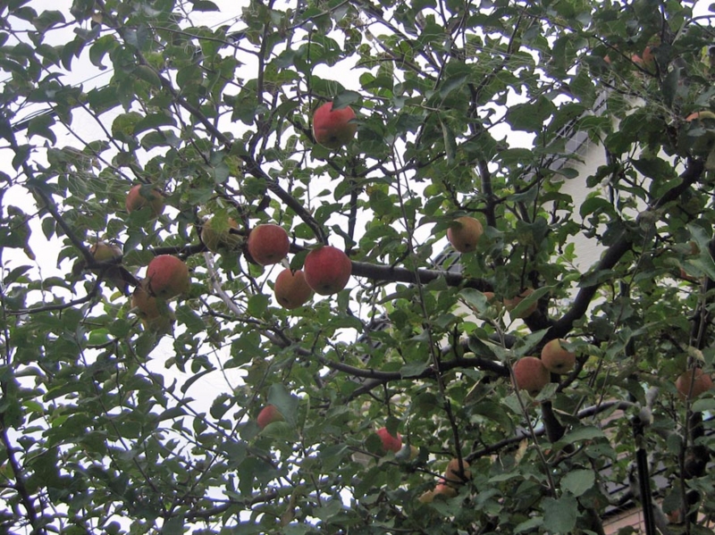 f:id:atarou:20121115065445j:image