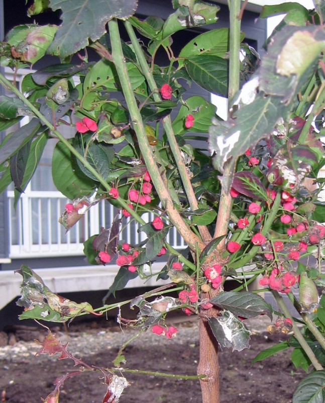 f:id:atarou:20121115070541j:image