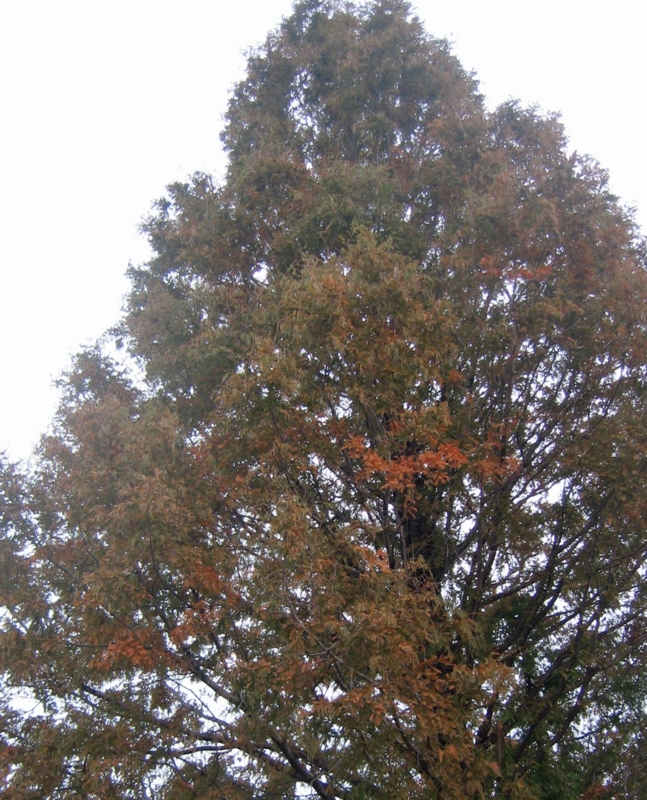 f:id:atarou:20121115072151j:image