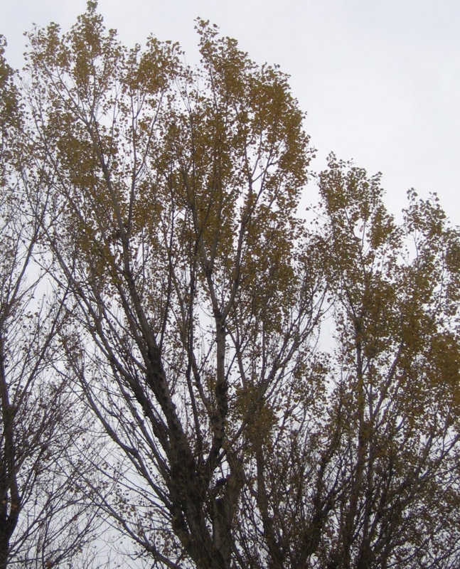 f:id:atarou:20121115072153j:image