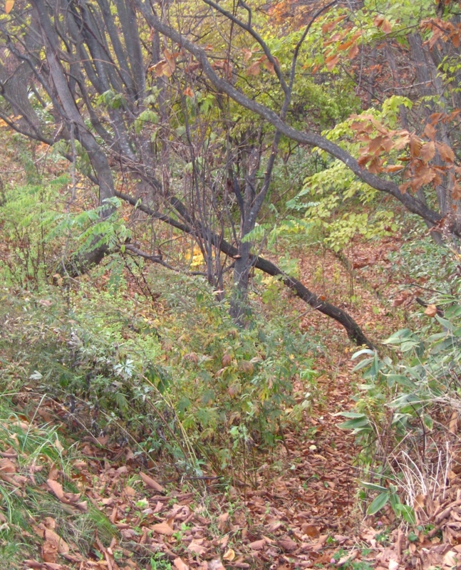 f:id:atarou:20121116065913j:image