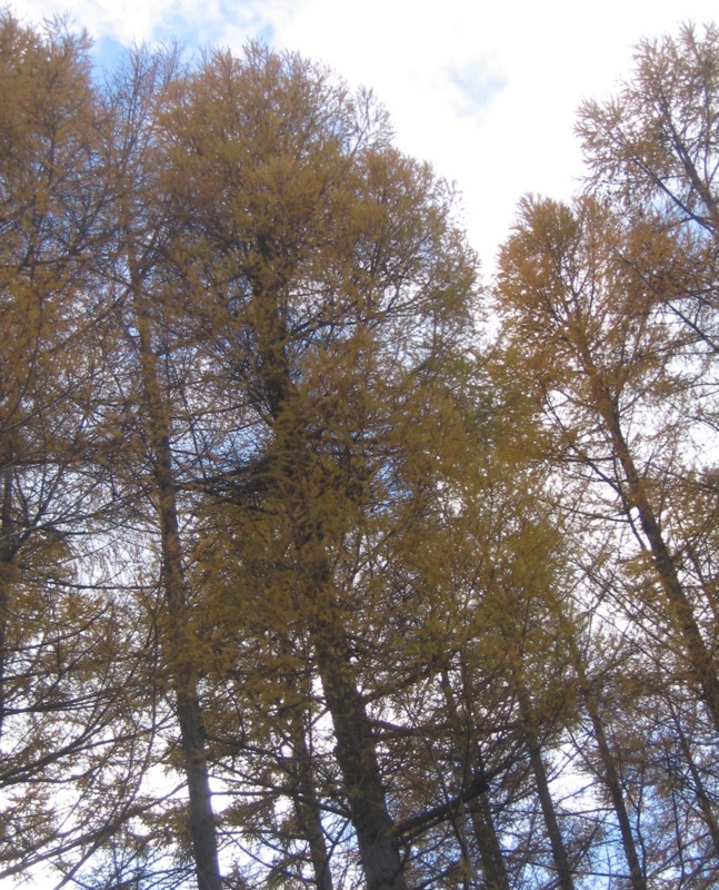 f:id:atarou:20121116071134j:image