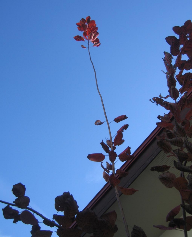 f:id:atarou:20121117065046j:image