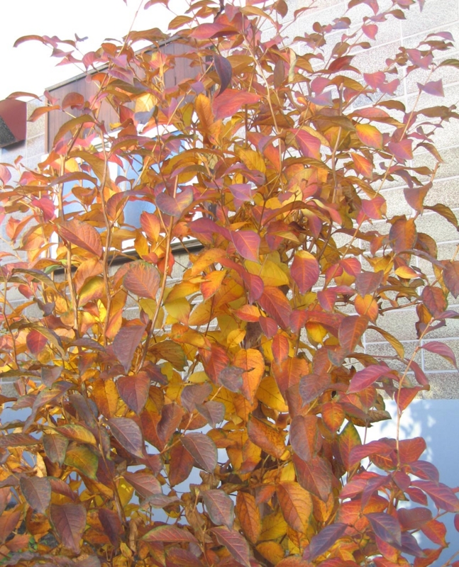 f:id:atarou:20121117065048j:image