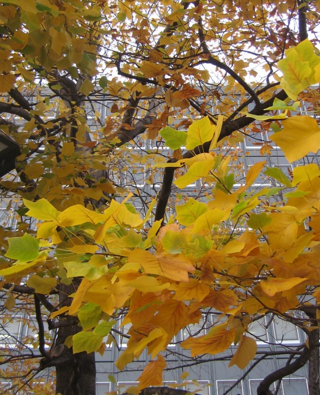 f:id:atarou:20121117065853j:image