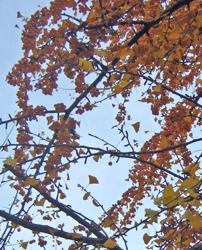 f:id:atarou:20121117065855j:image
