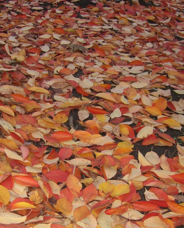f:id:atarou:20121117070714j:image