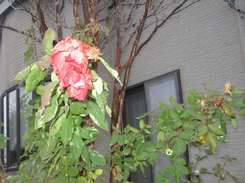 f:id:atarou:20121118065858j:image