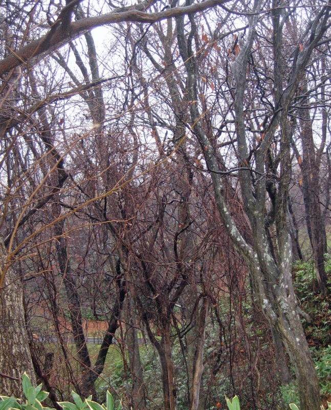 f:id:atarou:20121118071421j:image