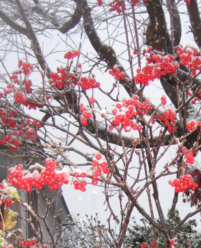 f:id:atarou:20121119063659j:image