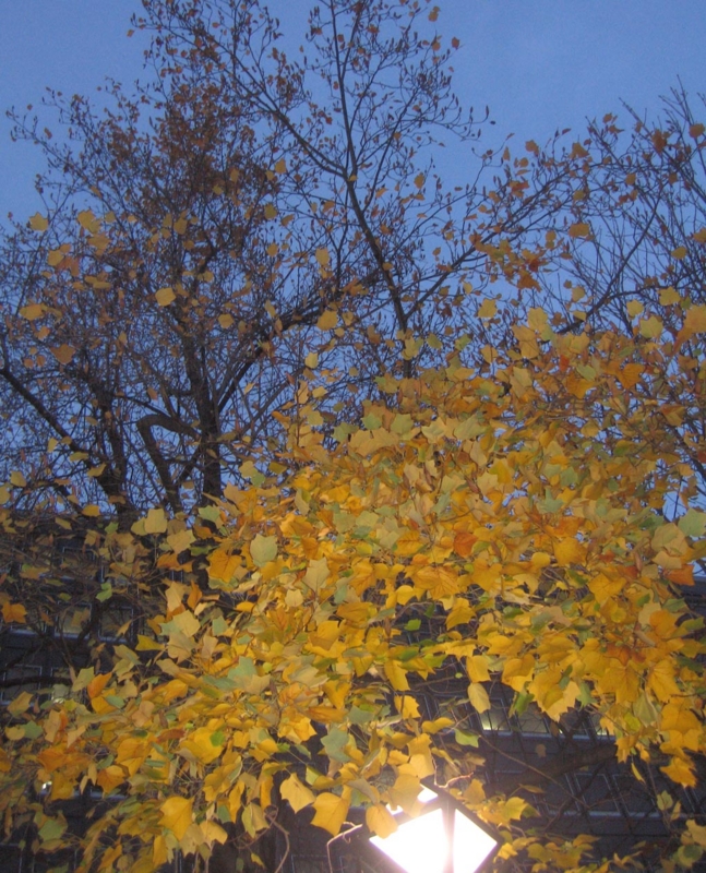 f:id:atarou:20121120072908j:image