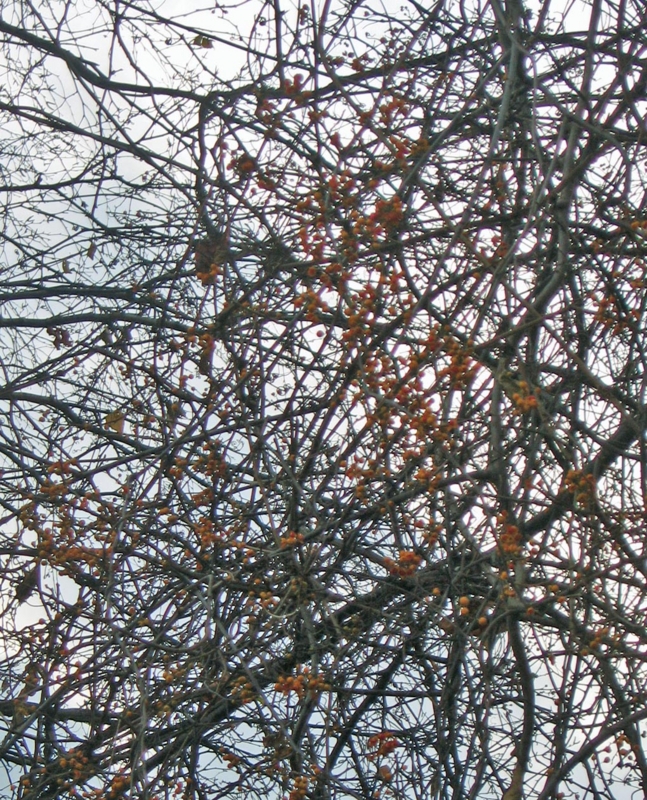 f:id:atarou:20121121072355j:image