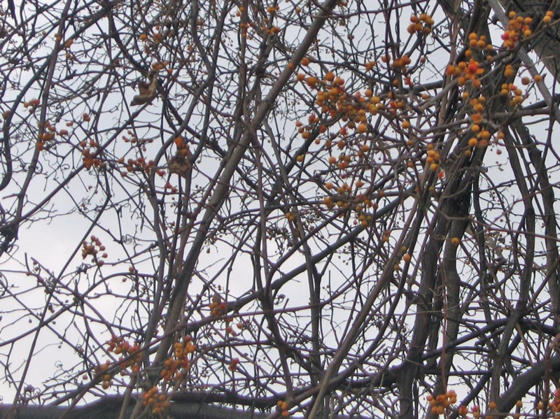 f:id:atarou:20121121072925j:image