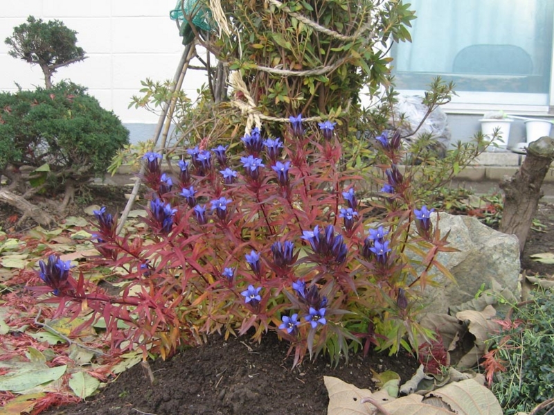 f:id:atarou:20121122070940j:image
