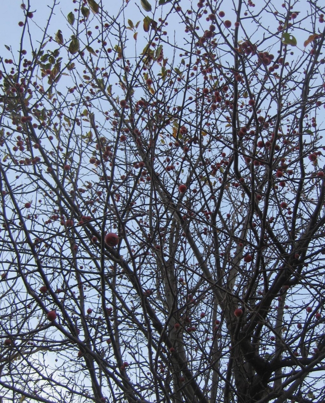 f:id:atarou:20121122072551j:image