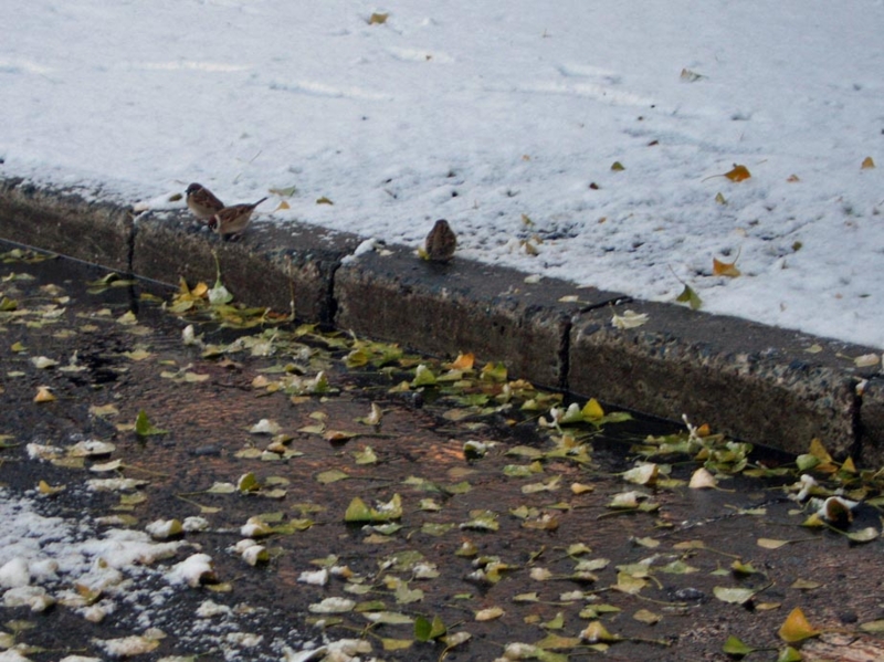 f:id:atarou:20121124071006j:image