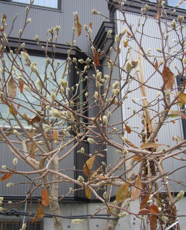 f:id:atarou:20121126065701j:image