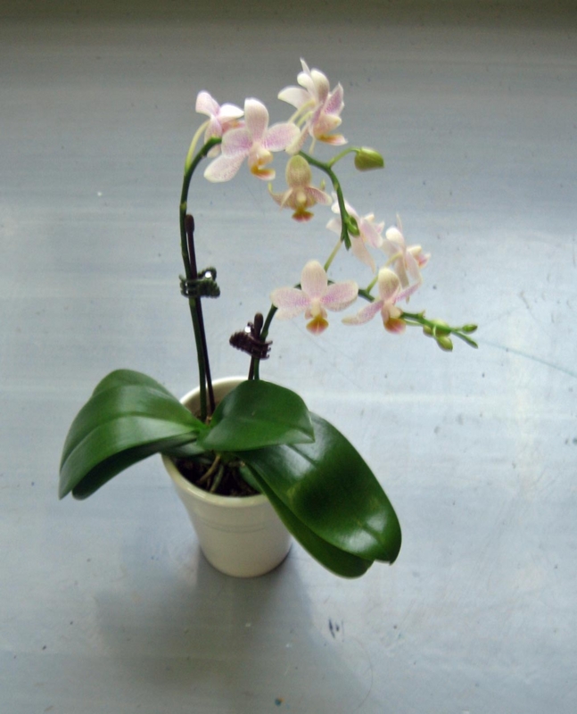 f:id:atarou:20121126073934j:image