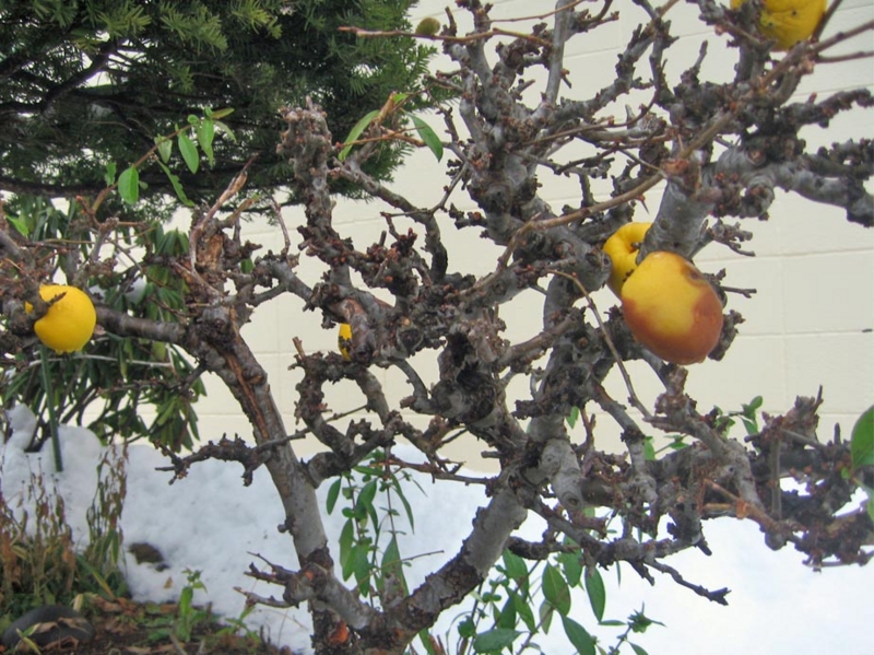 f:id:atarou:20121127065313j:image