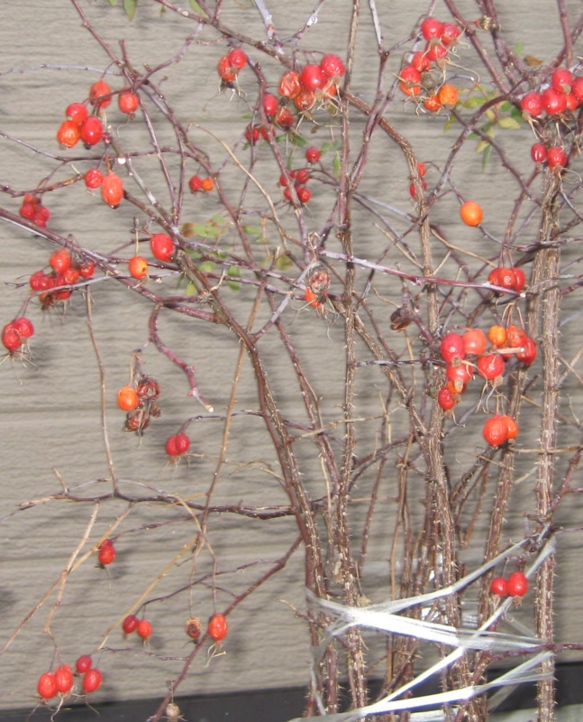 f:id:atarou:20121127065315j:image