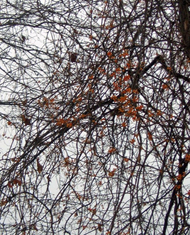 f:id:atarou:20121127071531j:image