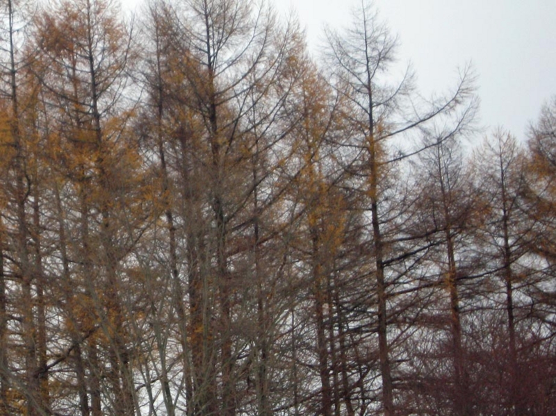f:id:atarou:20121127071533j:image