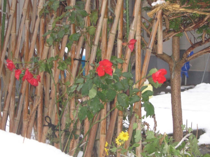 f:id:atarou:20121127073054j:image