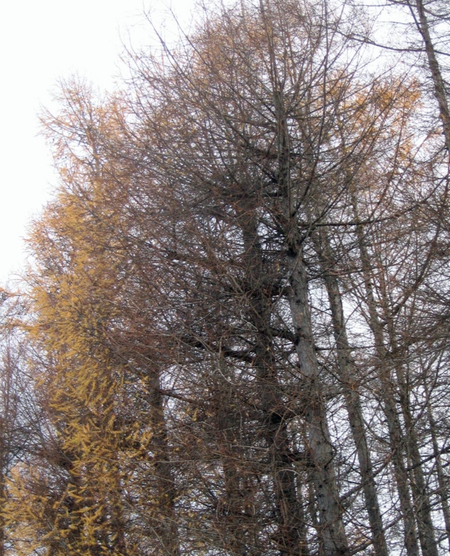f:id:atarou:20121130091140j:image