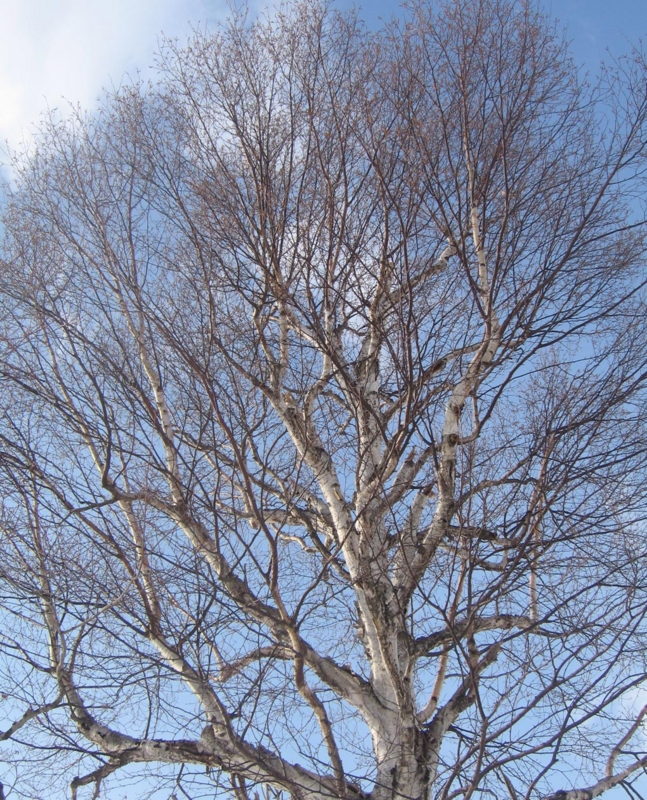 f:id:atarou:20130101055601j:image
