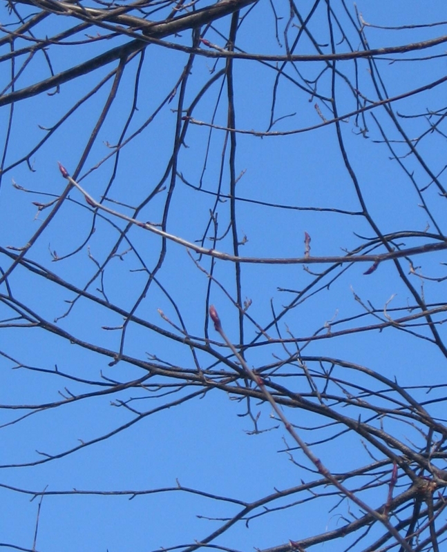 f:id:atarou:20130101063940j:image