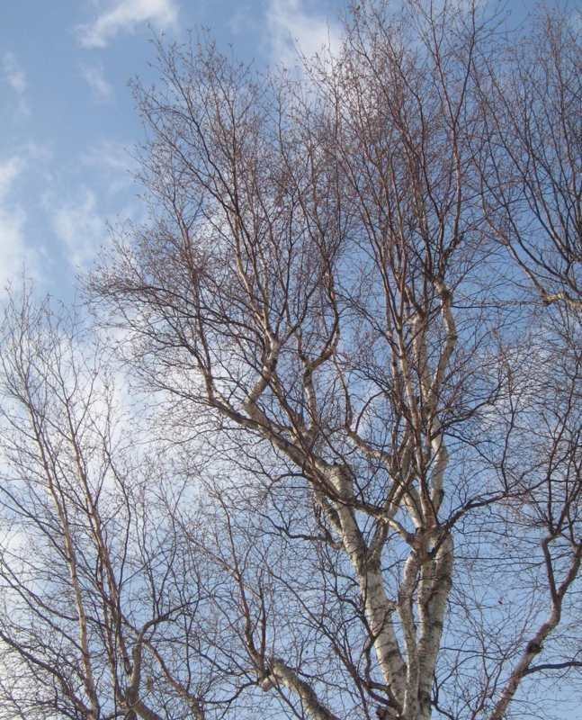 f:id:atarou:20130101064915j:image