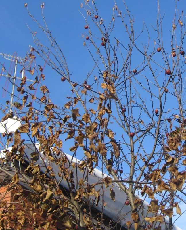 f:id:atarou:20130108085209j:image