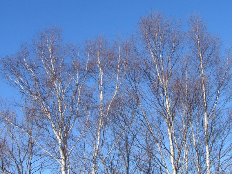 f:id:atarou:20130109071600j:image