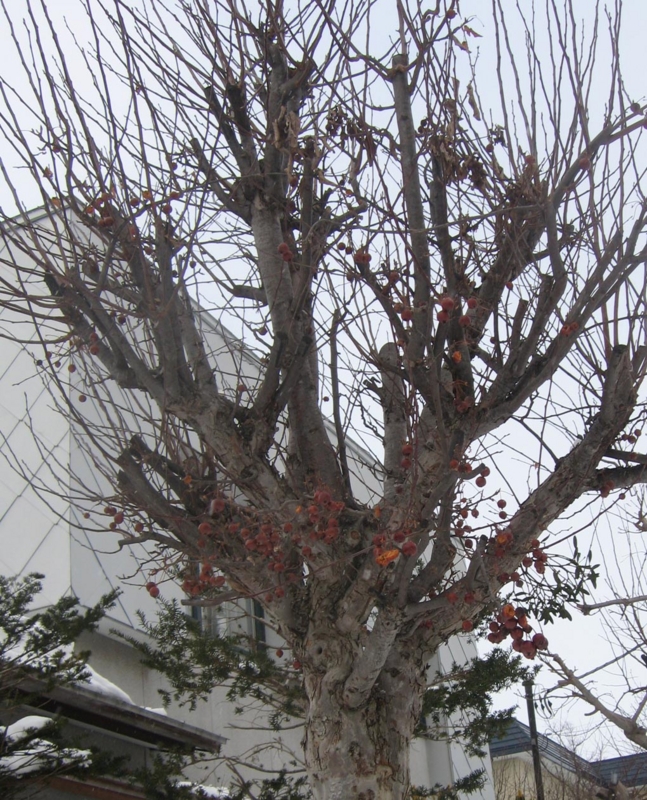 f:id:atarou:20130110071240j:image