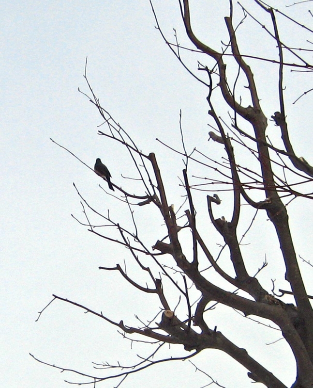 f:id:atarou:20130115061650j:image