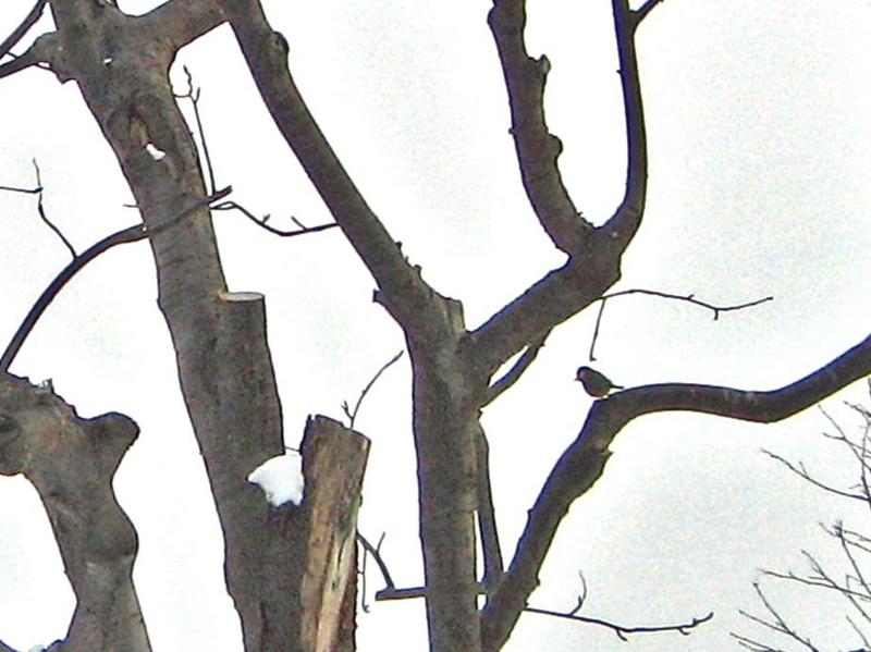 f:id:atarou:20130115065819j:image