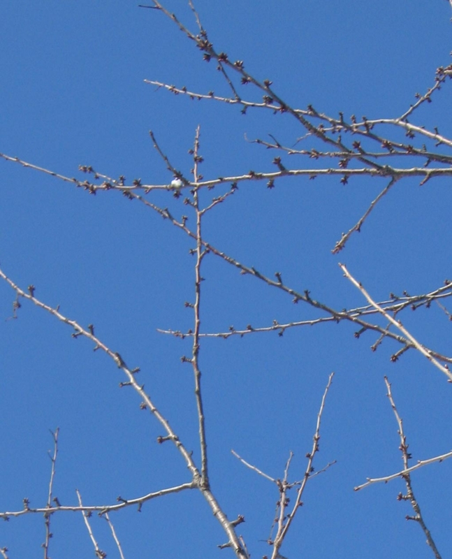 f:id:atarou:20130117064427j:image