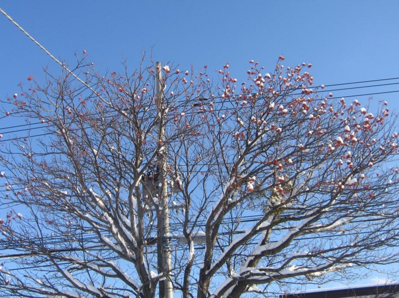 f:id:atarou:20130117090743j:image