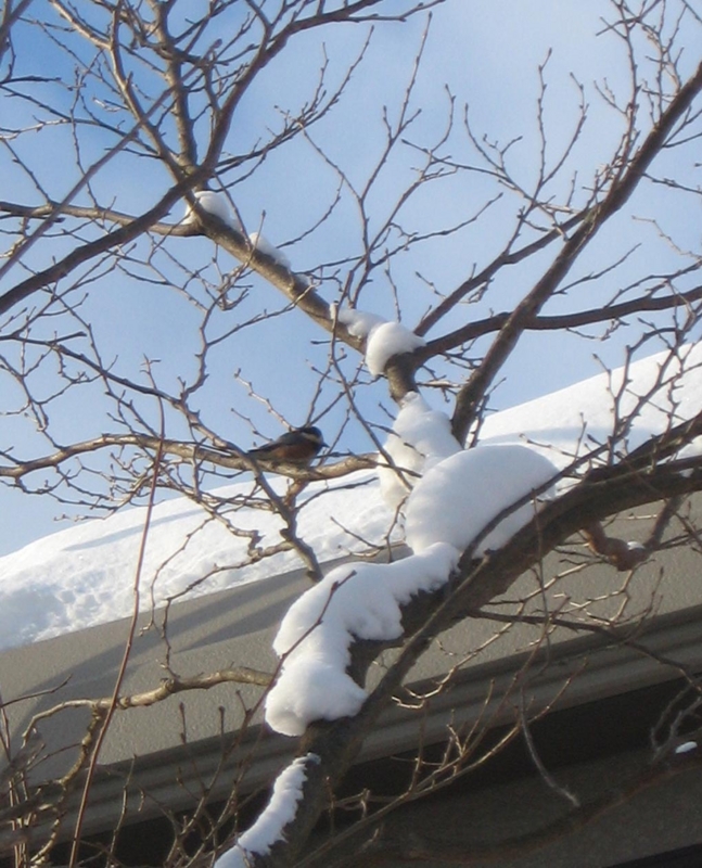 f:id:atarou:20130118070653j:image